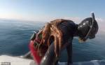 Пловец три минуты отдирал присосавшегося к спине осьминога