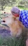 Нападение агрессивной львицы на туриста попало на видео