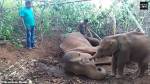 Слоненок попытался «разбудить» мертвую мать и попал на видео