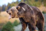 Канадец чудом спасся из пасти медведя гризли