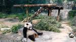 Посетители зоопарка забросали панду камнями