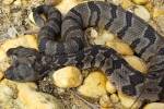 Найдена редкая двухголовая гремучая змея