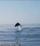 Дельфин поблагодарил рыбаков за спасение детеныша