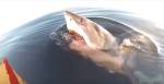 Нападение акулы-людоеда на рыбацкую лодку попало на видео