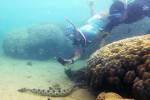 Пенсионерки обнаружили больше сотни смертоносных подводных змей