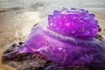 Из глубин океана вынесло редчайшую медузу фиолетового цвета