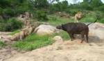 Напряженное противостояние львов и буйвола попало на видео