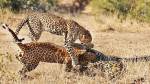 Любовная битва леопардов пошла не по плану