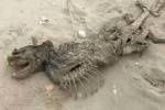На пляже нашли загадочное безглазое существо с большими зубами