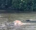 Огромный крокодил напал на плывшую по реке корову и попал на видео