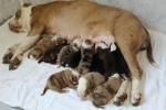 Собака породы бульдог принесла 20 щенков за одну беременность