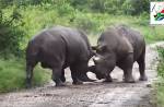 Два носорога подрались на глазах туристов