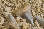Женщина гуляла с собакой и внезапно обнаружила зуб огромной доисторической акулы