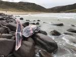 Останки огромного редчайшего кита вынесло на побережье Шотландии