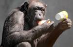 В сердце пожилых шимпанзе обнаружили кость