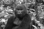 Самая известная горилла Африки погибла от рук браконьеров