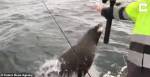 Надоедливый тюлень похитил улов у неопытного рыбака и попал на видео