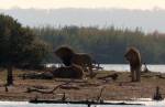 Трехчасовой поединок львов, слонов и бегемотов сняли на видео
