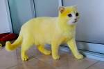 Женщина решила вылечить кошку и случайно окрасила ее в желтый цвет