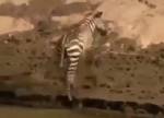 Зебра в последний момент спаслась от голодного крокодила и попала на видео