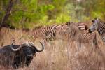 Разъяренный буйвол убил зебру на глазах у туристов
