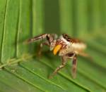Багира Киплинга: паук с нетипичными пищевыми предпочтениями