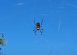Ангольский астрильд попал в самую большую в мире паутину и стал жертвой пауков