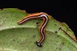 Хищные черви размером со змею вторглись в Вирджинию