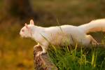 В Шотландии заметили редкую белку-альбиноса
