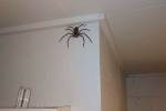 Огромный паук год прожил дома у мужчины