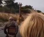 Крупный жираф погнался за туристами