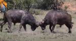 Напряженная битва пяти молодых буйволов против одного пожилого попала на видео
