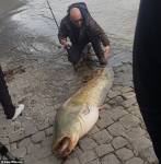 Огромного сома длиной с человека поймали в Париже возле Лувра