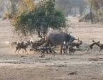 Невероятный исход нападения хищников на стадо буйволов