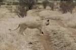 Самка носорога прогнала покусившуюся на детеныша львицу
