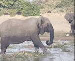 Разъяренная слониха растоптала крокодила и спасла слоненка
