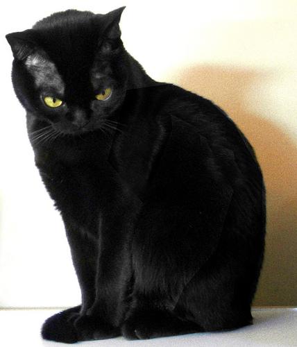 Бомбейская кошка (Bombay Cat), порода короткошерстных кошек.