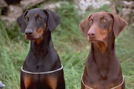 Доберман (доберман-пинчер) — порода короткошёрстных служебных собак