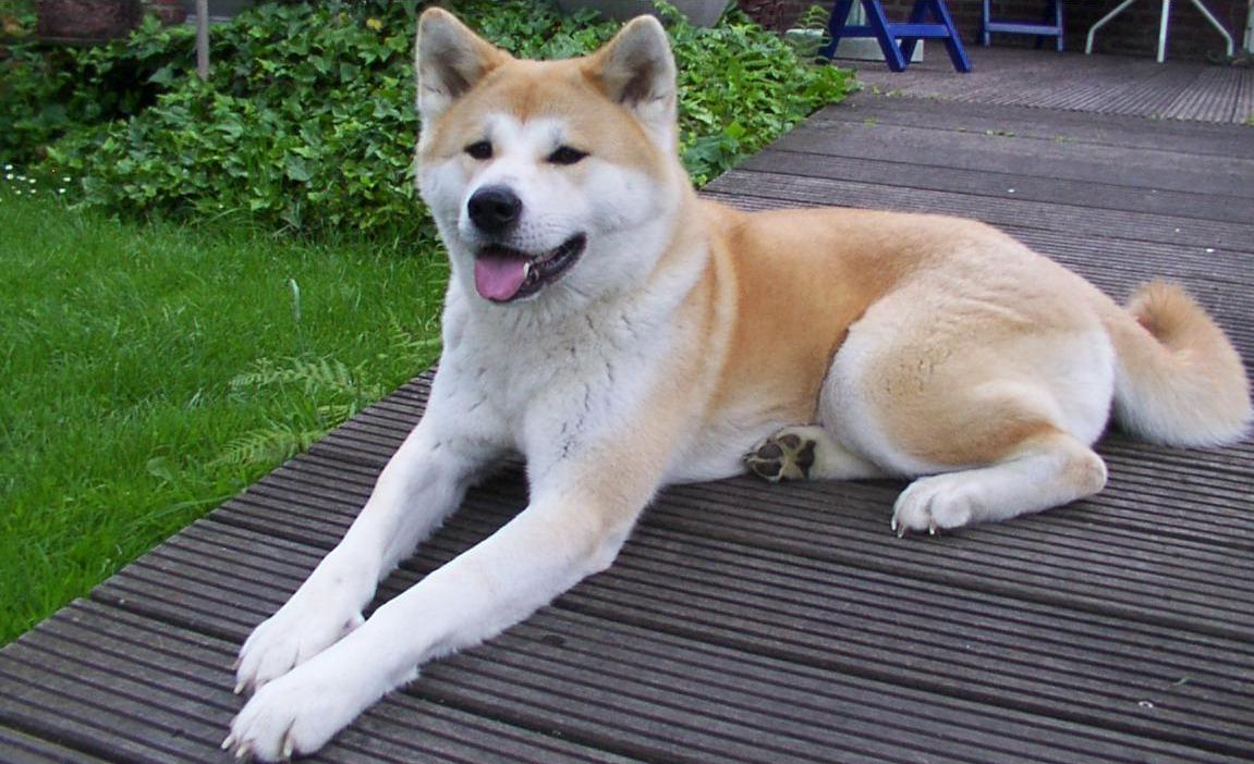 Акита-ину - порода собак