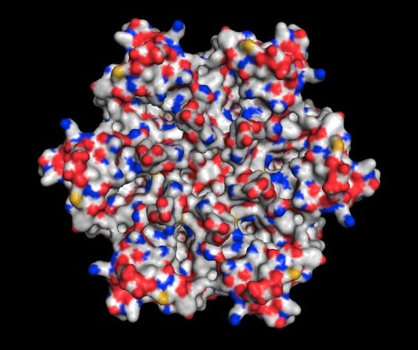 3D-структура белка, решённая в SLAC.