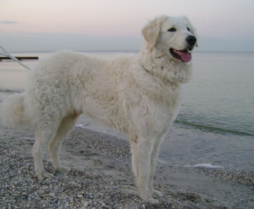Венгерский Кувас - сильная, надежная сторожевая собака