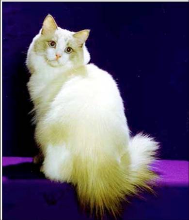 Рэгдолл (ragdoll) - порода полудлинношерстных кошек.