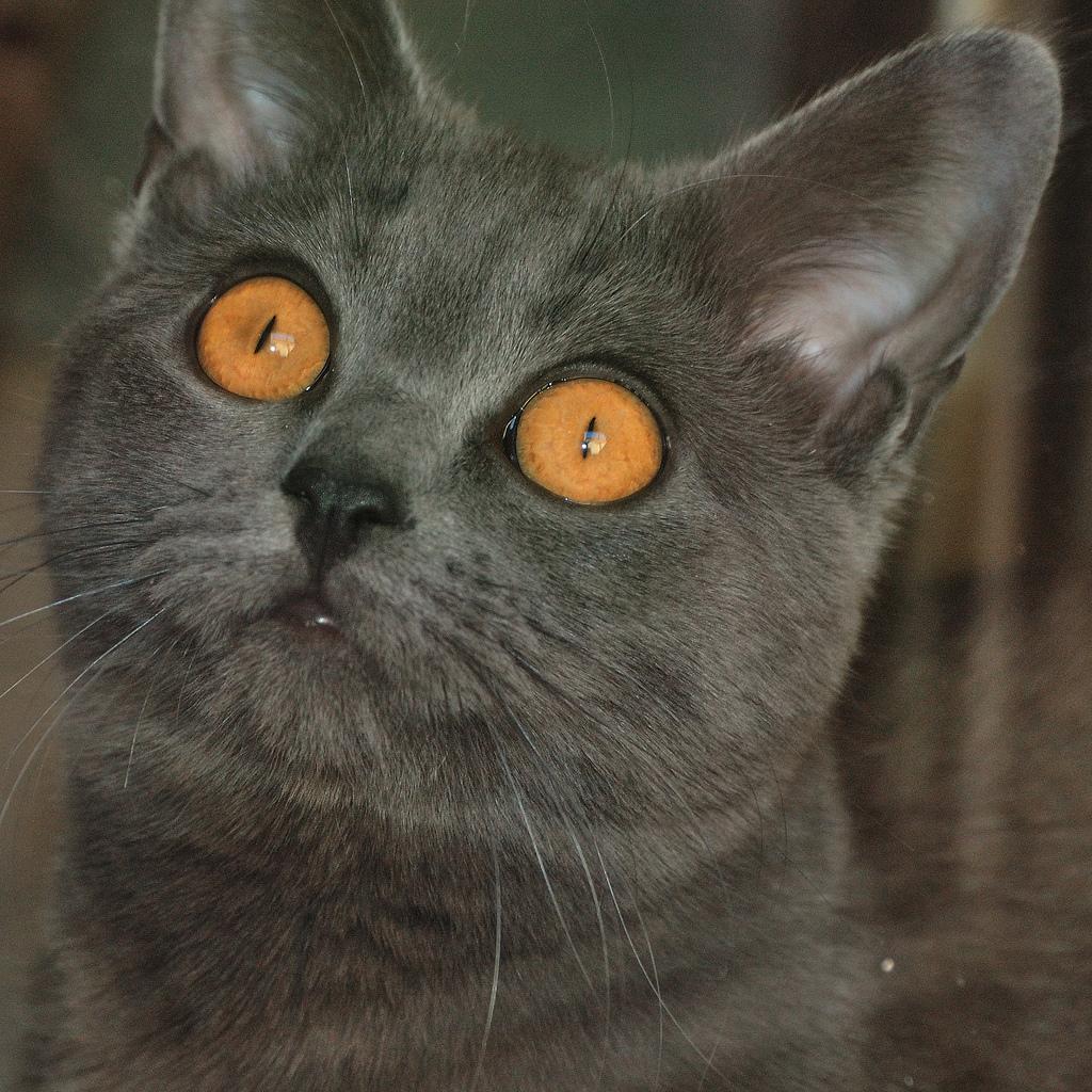 Картезианская кошка (шартрез - фр. Chartreux, нем. Kartäuser) http://vetua.com