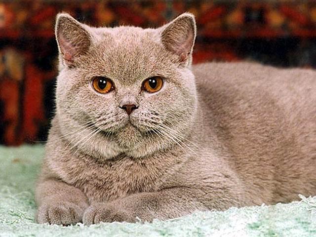 Британская короткошерстная кошка (Лиловая)