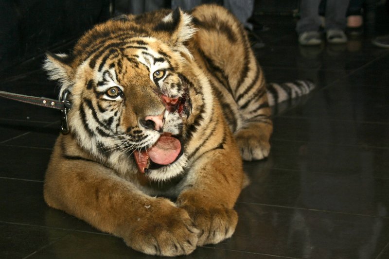 Раненый тигр. Тигр Жорик. Тигрёнок Жорик. Амурский тигр Жорик.