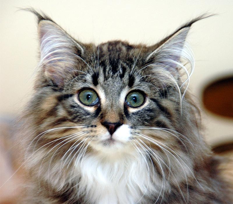 Норвежская лесная кошка (Norw. Forest Cat),  порода полудлинношерстных кошек.