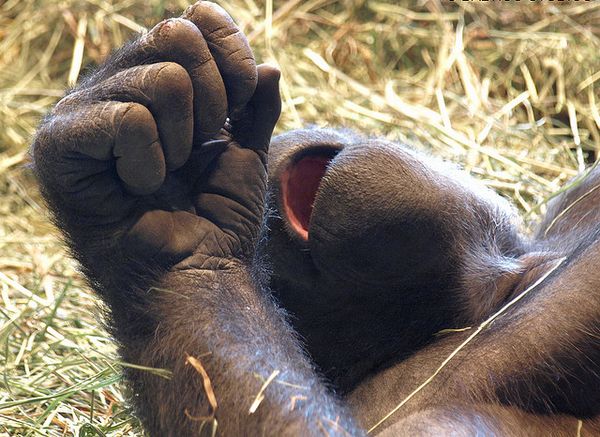 Даже у горилл кисть руки не может сжаться в правильный, мощный кулак. 