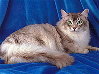 Тиффани это полудлинношерстная разновидность бурманской кошки.