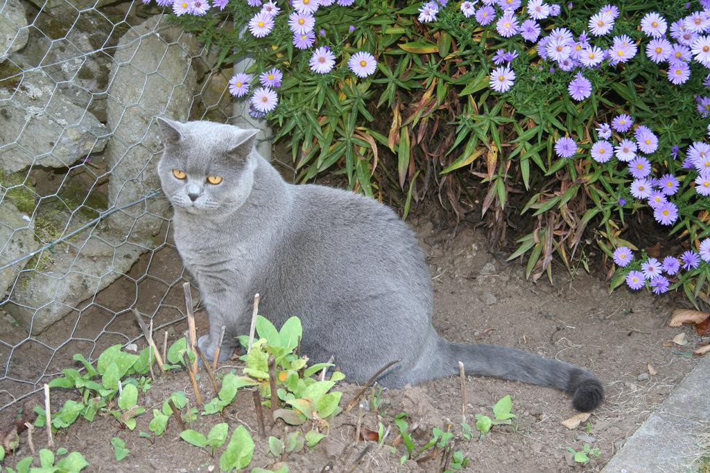 Картезианская кошка (шартрез - фр. Chartreux, нем. Kartäuser)