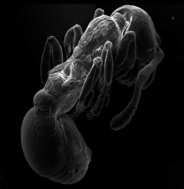 Зрелая куколка муравья Myrmica scabrinodis (фото авторов работы).
